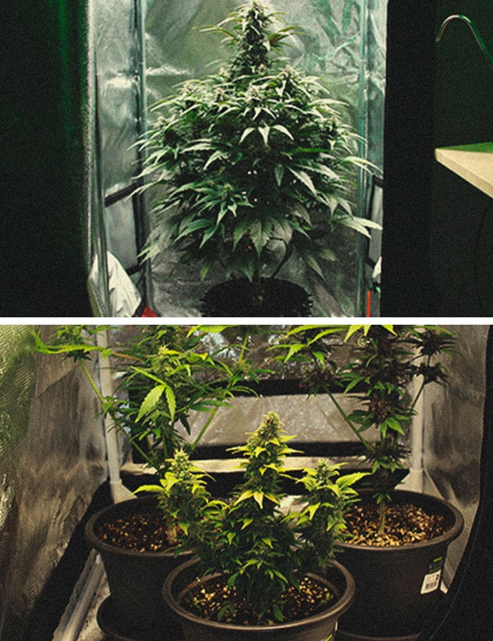 Grow Tent 2"x 2"x 4" - Mother plant - Progressive Growth Garden Supply