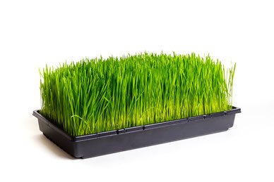 SunBlaster NanoDome Mini Greenhouse Kit - Progressive Growth Garden Supply