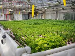 Advanced Nutrient Management by Larry Brooks. - Progressive Growth Garden Supply