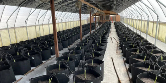 Bring your Fabric Pots Indoors by Sean Matos - Progressive Growth Garden Supply