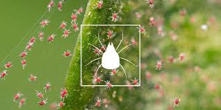 Spider Mites Explained by Advanced Nutrients - Progressive Growth Garden Supply