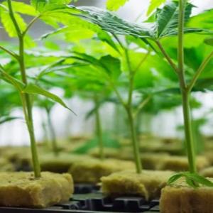 Cloning & Propagation - Progressive Growth Garden Supply