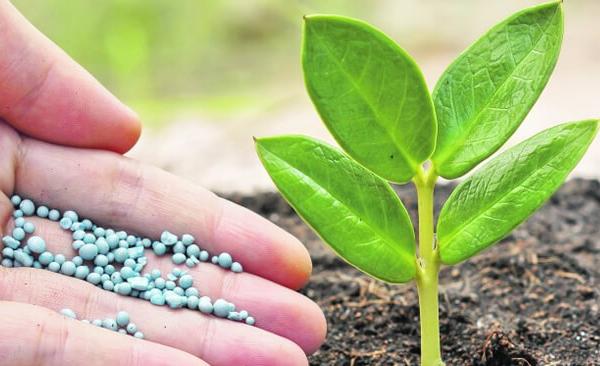 Fertilizers & Growth Enhancers - Progressive Growth Garden Supply