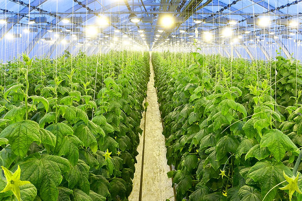 Lighting - Progressive Growth Garden Supply