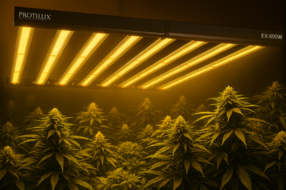 LED-grow light- cannabis
