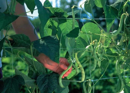 Trellis Netting