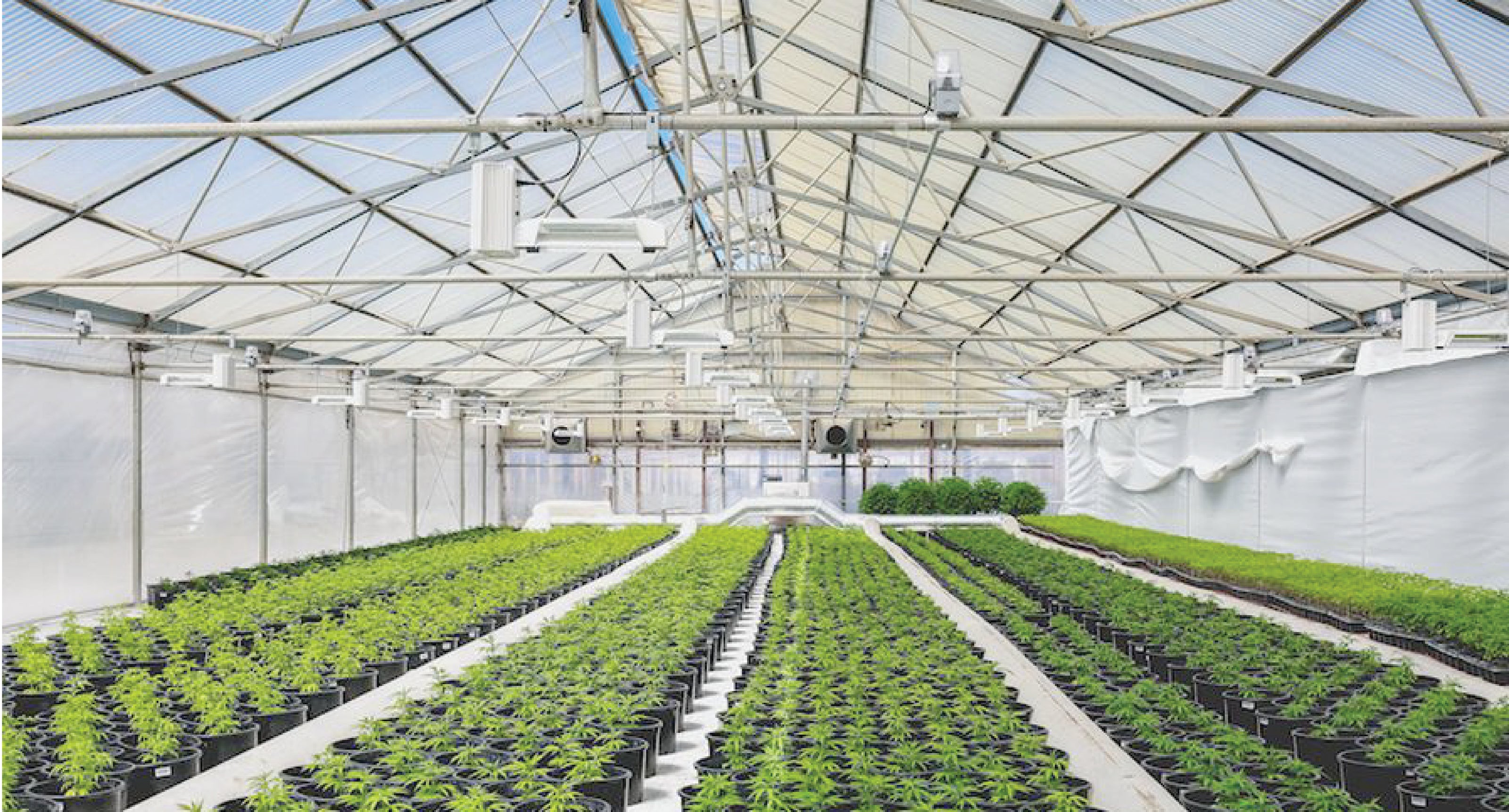 Greenhouse _ cannabis