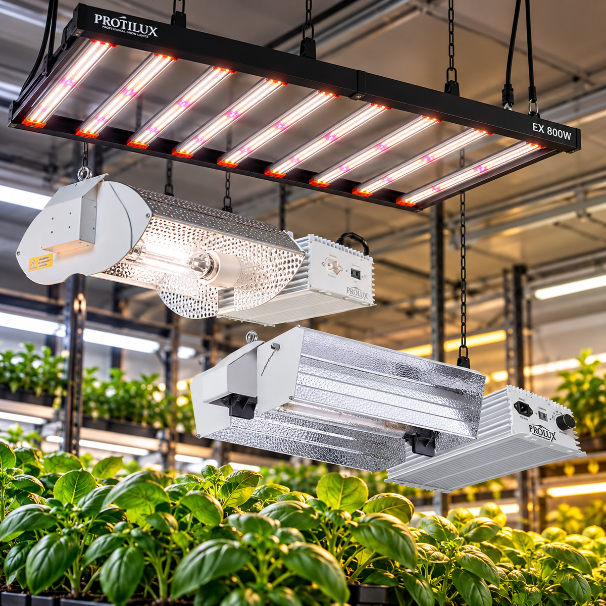 Two white Profilux EX 800W LED grow lights suspended by chains in a greenhouse above rows of leafy green plants.