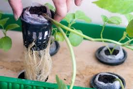 Pro Grow's Net Pots