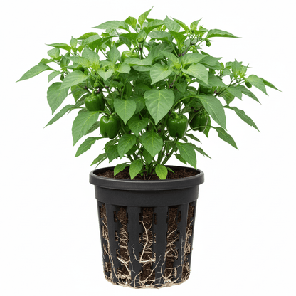 Pots Mondi original 02 Oxygen - Slotted pot - Progressive Growth Garden Supply