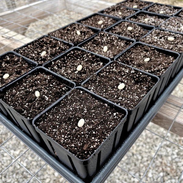 Square Deep Greenhouse Pots 3.5 x 5 - Progressive Growth Garden Supply