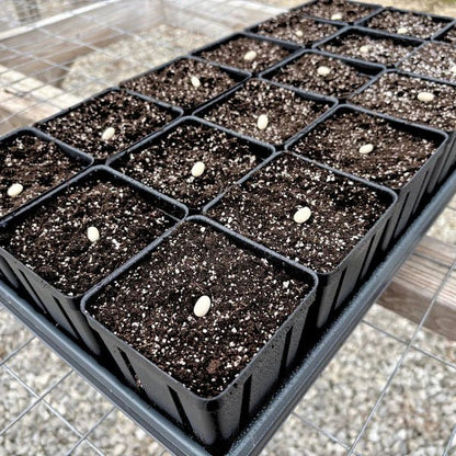 Square Deep Greenhouse Pots 3.5 x 5 - Progressive Growth Garden Supply